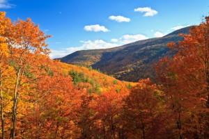 Colorful autumn foliage in Kaaterskill Clove in the Catskills Mountains of New York
